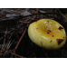 Мицелий Сыроежки желтой / Сыроежка светло-желтая (Russula claroflava)